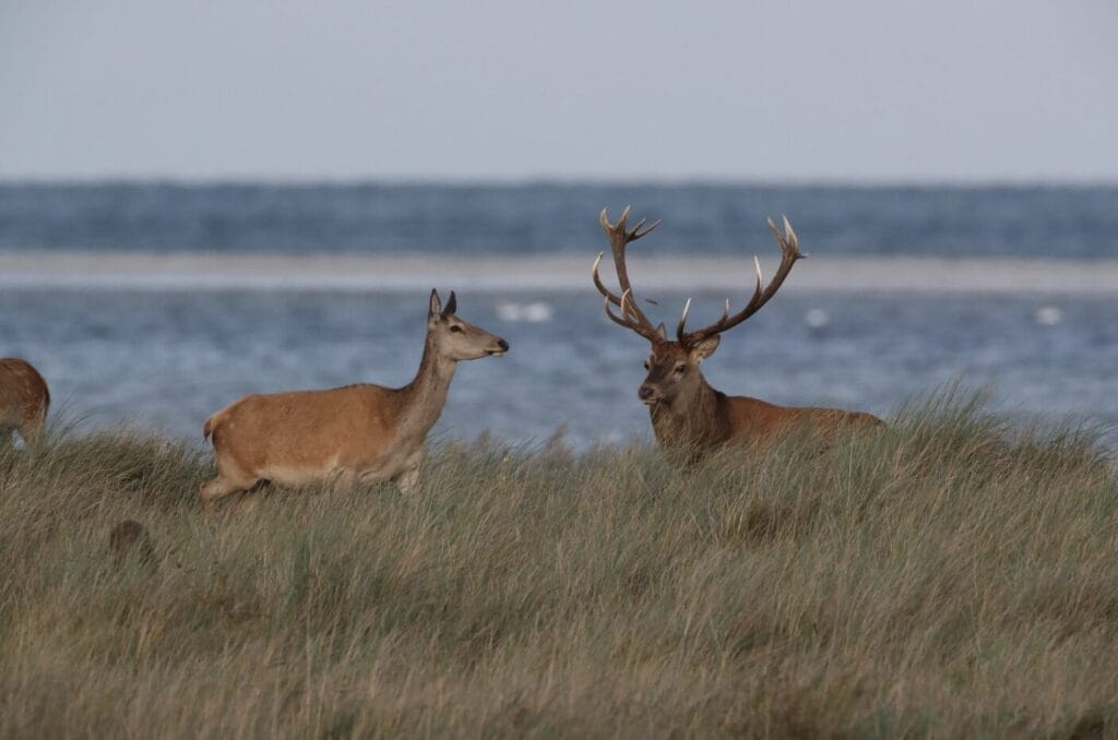 Harzer Hexenstieg Wandern, Wildtiere sehen