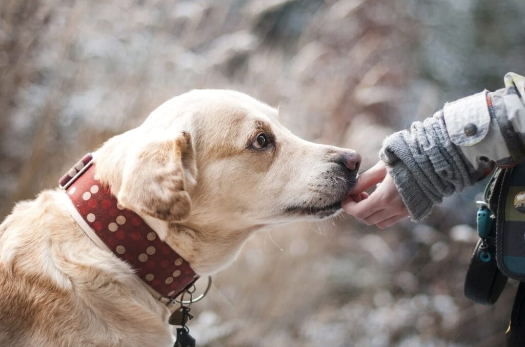 Wandern mit Hund – der ultimative Ratgeber