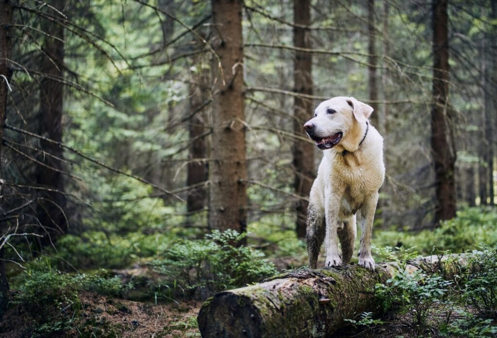Wandern mit Hund – der ultimative Ratgeber
