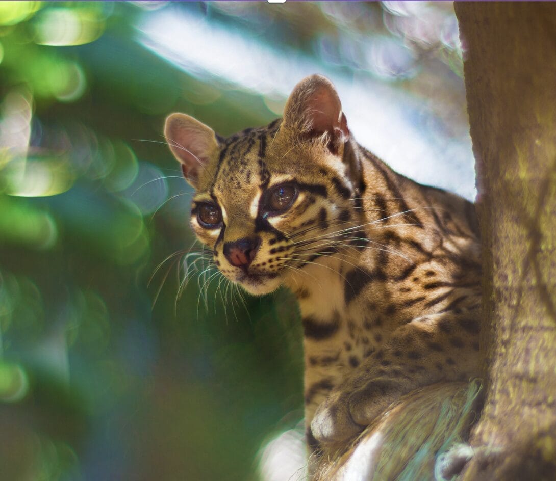 gefährliche Tierbegegnungen