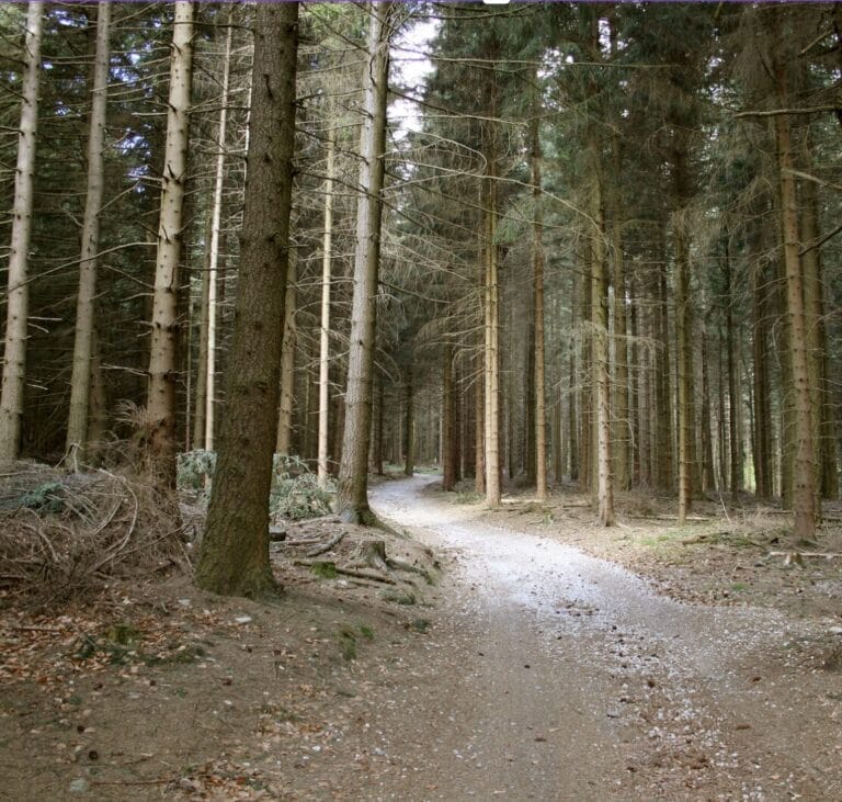 Wanderweg im Taunus am Limes